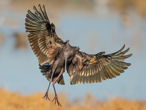 White-faced Ibis