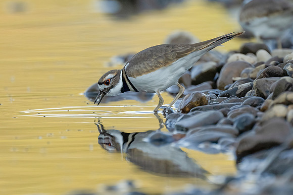 Killdeer