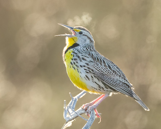 Western Meadowlark