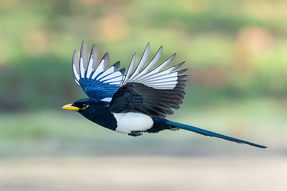 Yellow-billed Magpie