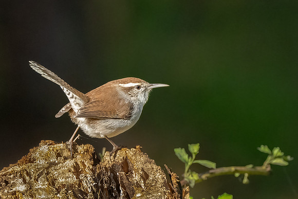 Bewick's Wren