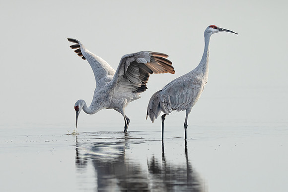 Sandhill Crane Pair