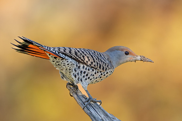 Northern Flicker