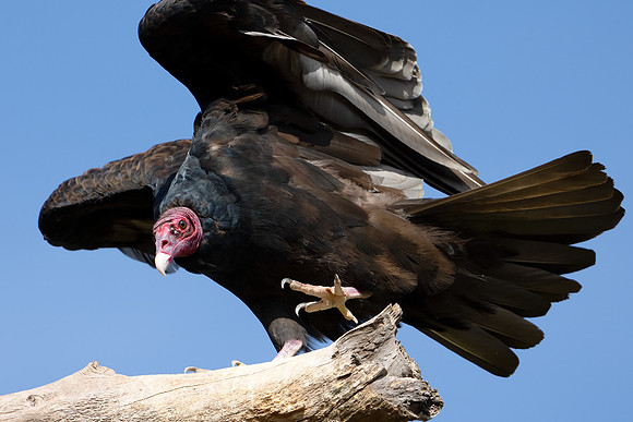 Turkey Vulture
