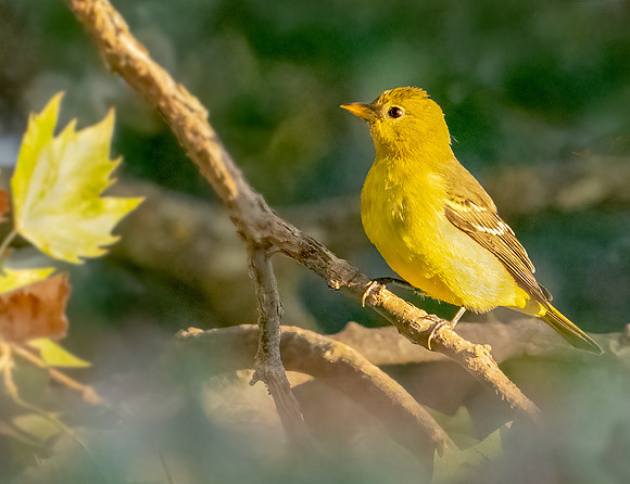 Western Tanager