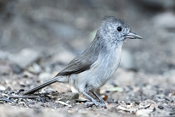 Oak Titmouse