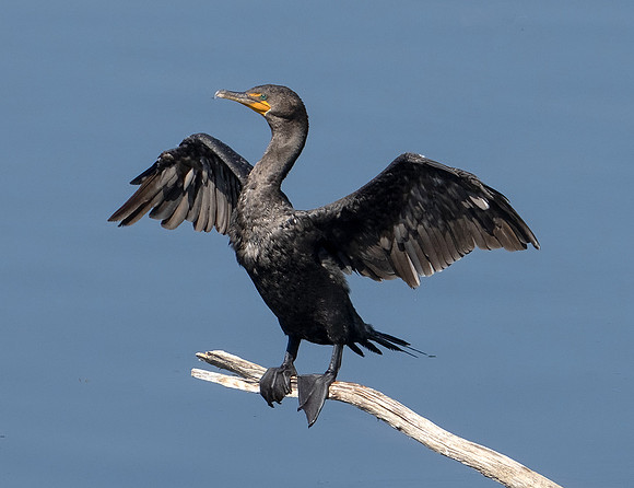 Double-crested Cormorant