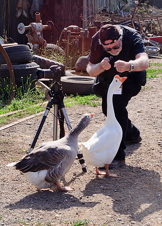 Loose Goose
