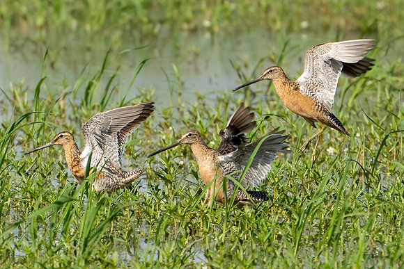 Long-billed Dowitchers