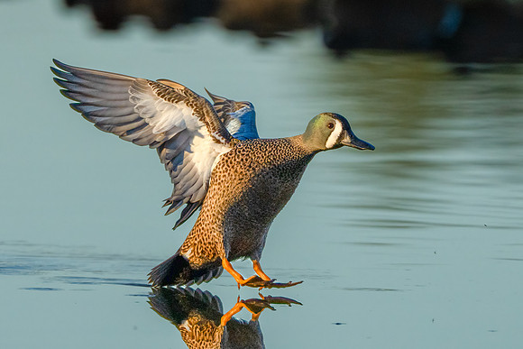 Blue-winged Teal