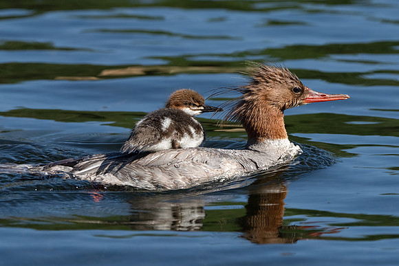Common Merganser
