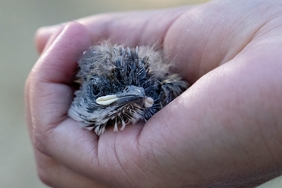 Ash-throated Flycatcher