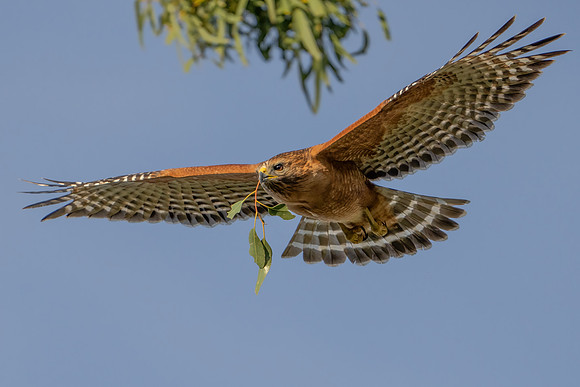 Red-shouldered Hawk