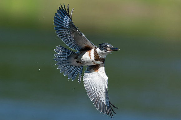 Belted Kingfisher