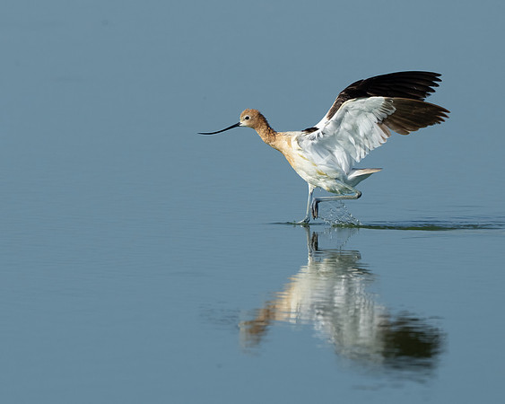 American Avocet