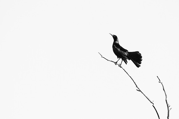 Great-tailed Grackle