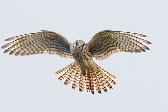 American Kestrel