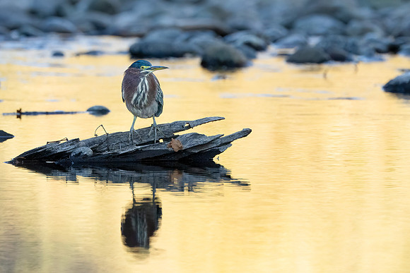 Green Heron