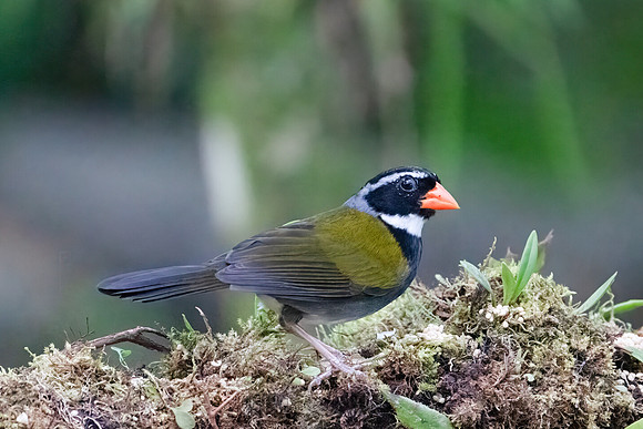 Orange-billed Sparrow
