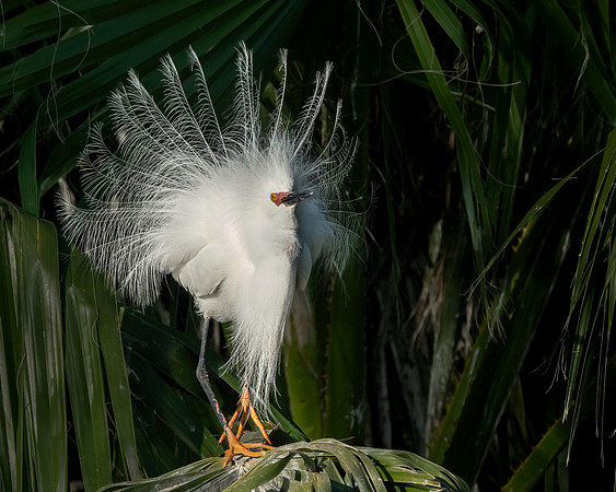 Snowy Egret