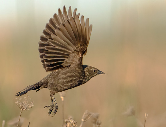 Red-winged Blackbird