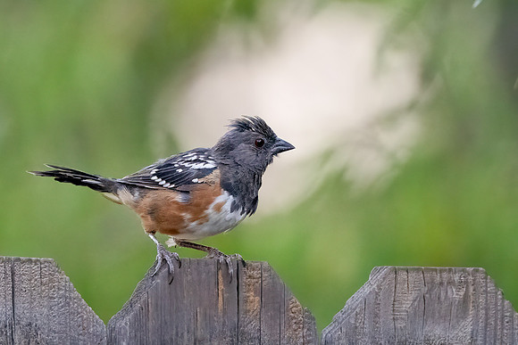 Spotted Towhee