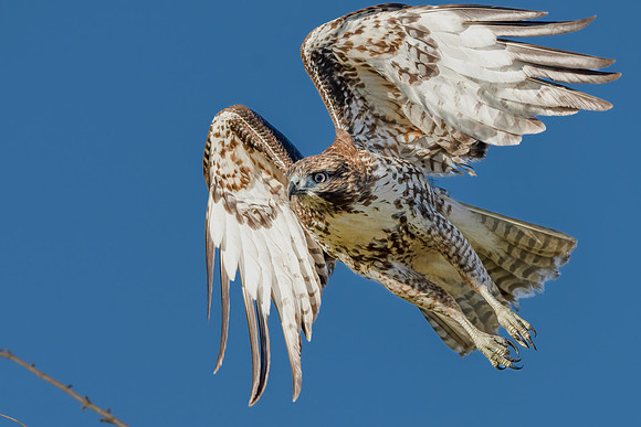 Red-tailed Hawk