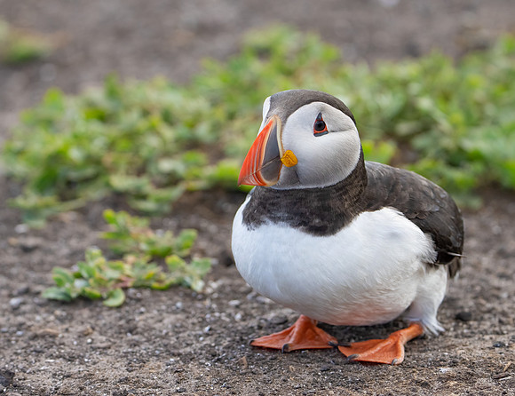 Puffin at Rest