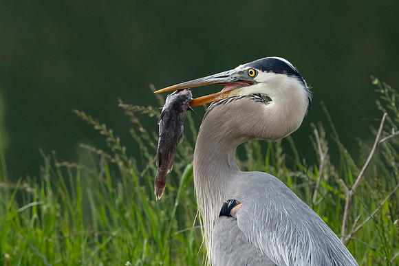 Great Blue Heron