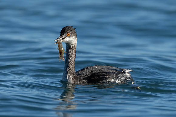 Eared Grebe