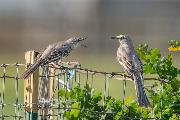 Northern Mockingbirds