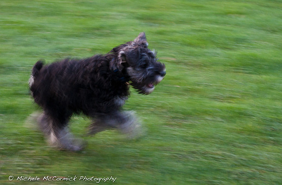 Chase the Mini Schnauzer