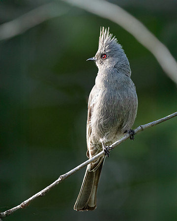 Phainopepla