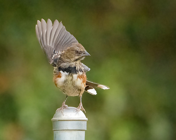 Spotted Towhee