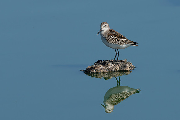 Western Sandpiper