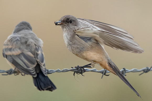 Say's Phoebe