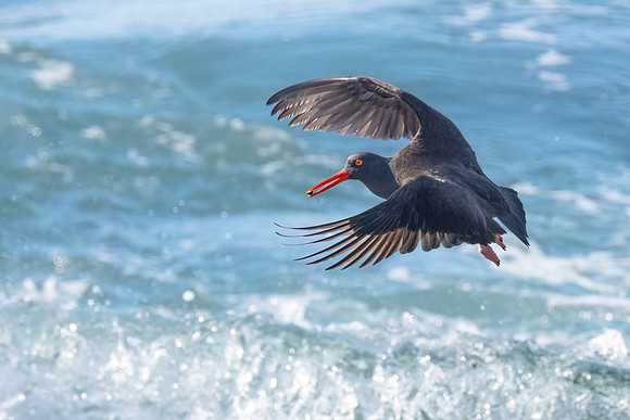 Black Oystercatcher
