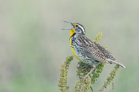 Western Meadowlark