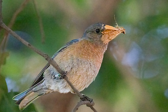 Mrs. Western Bluebird
