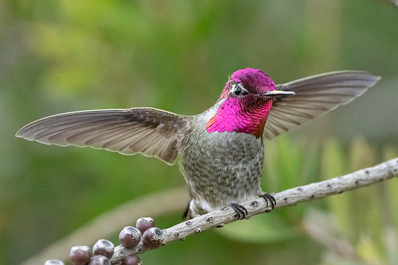 Anna's Hummingbird