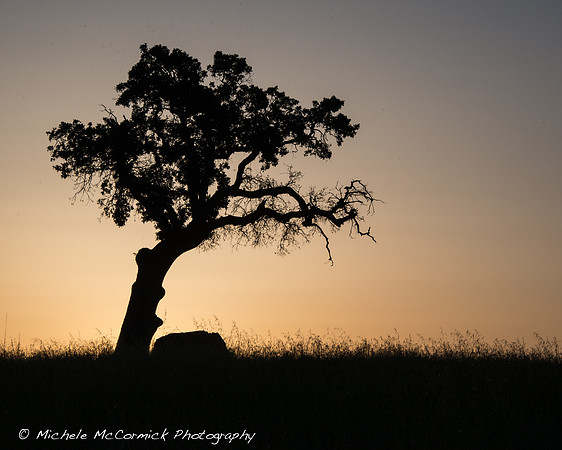 Dawn Silhouette