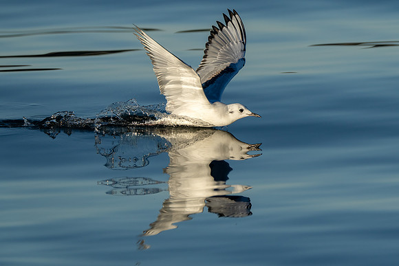 Bonaparte's Gull