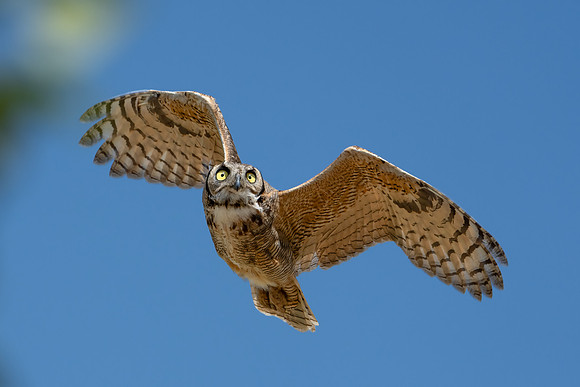 Great Horned Owl