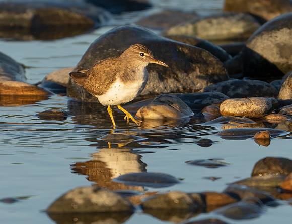 Spotted Sandpiper