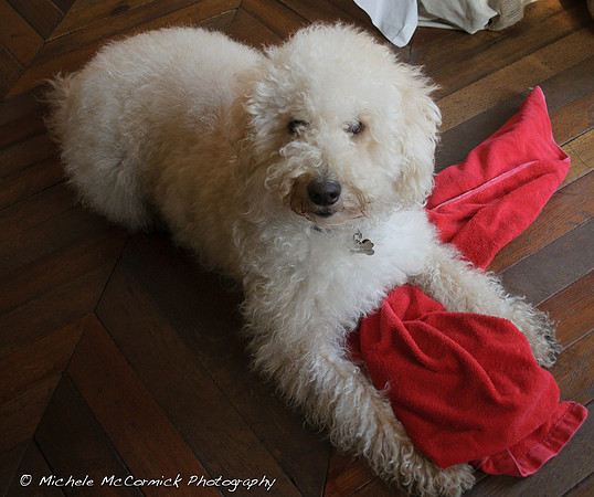 Jasper the Labradoodle