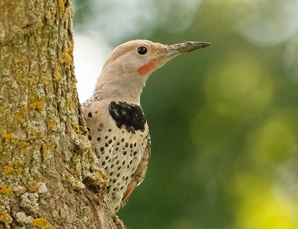 Northern Flicker