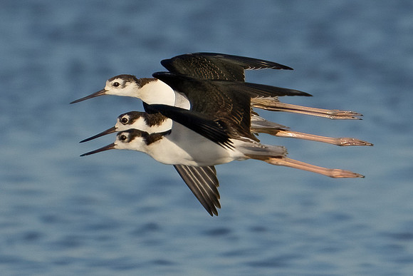 Black-necked Stilt