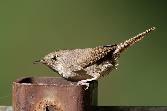 House Wren