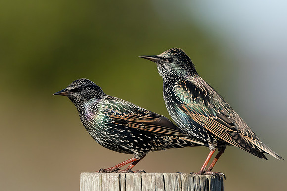 European Starlings