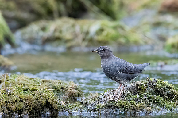 American Dipper